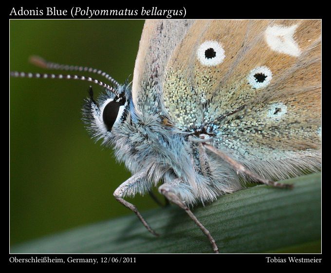 Adonis Blue (Polyommatus bellargus)