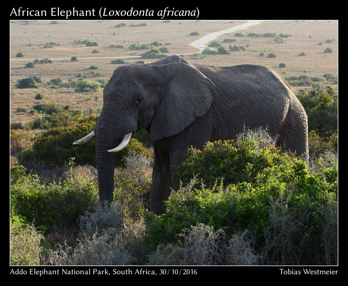 African Elephant (Loxodonta africana)