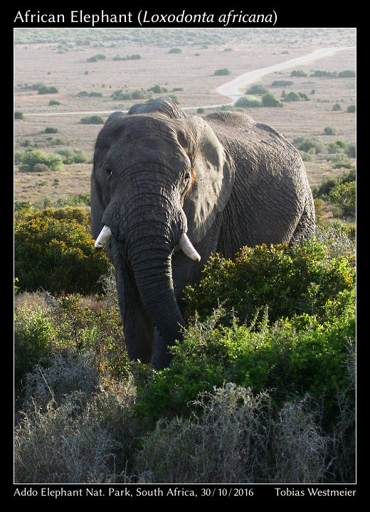 African Elephant (Loxodonta africana)