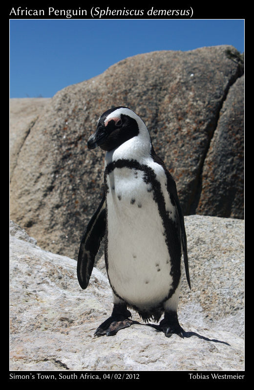 African Penguin (Spheniscus demersus)