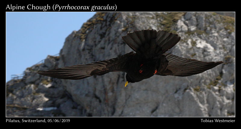 Alpine Chough (Pyrrhocorax graculus)