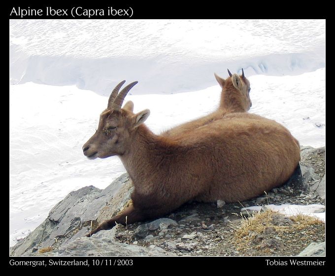 Alpine Ibex (Capra ibex)