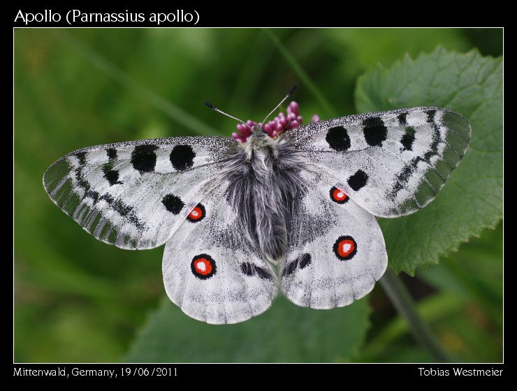 Apollo (Parnassius apollo)