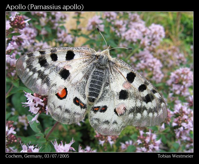 Apollo (Parnassius apollo)