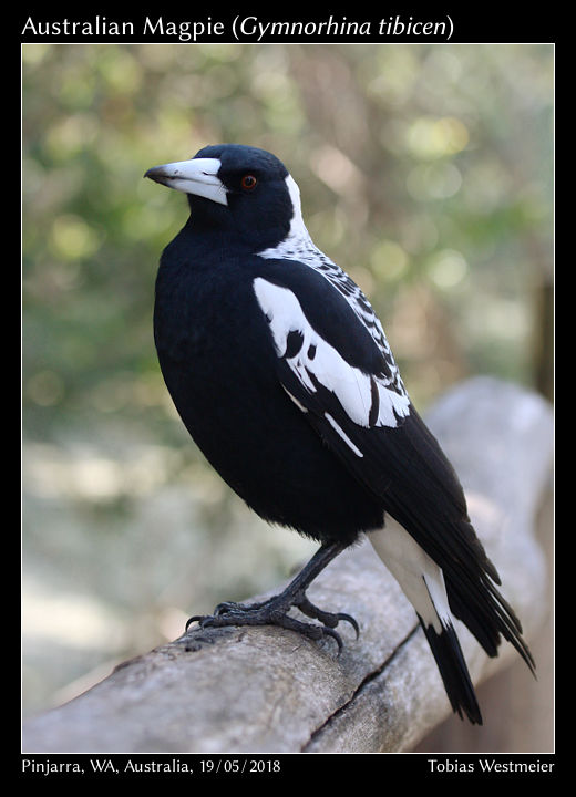 Australian magpie (Gymnorhina tibicen)