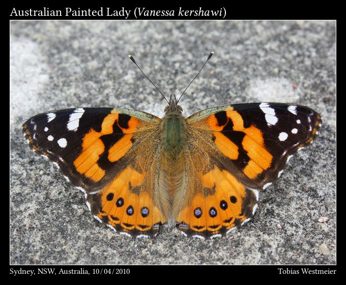 Australian Painted Lady (Vanessa kershawi)