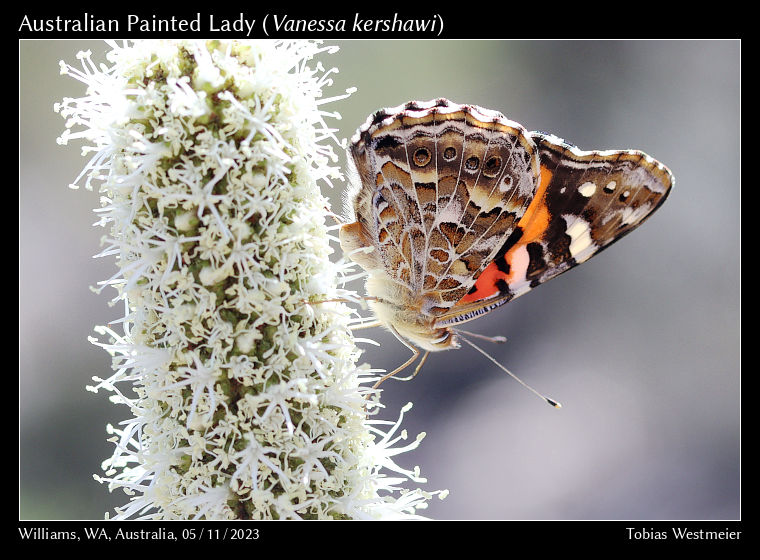 Australian Painted Lady (Vanessa kershawi)