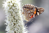 Australian Painted Lady (Vanessa kershawi)