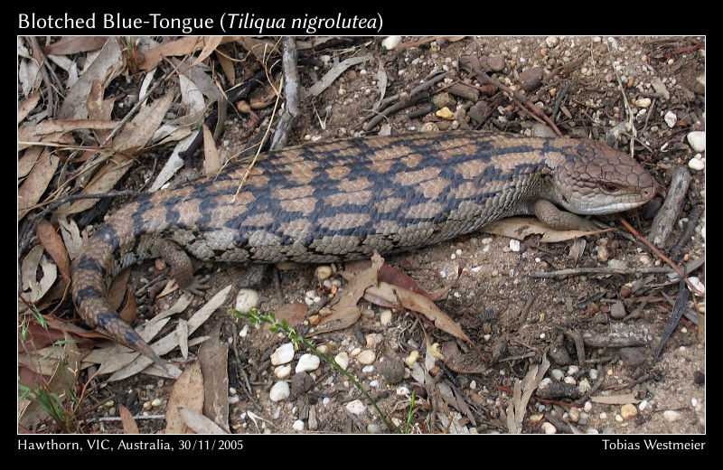 Blotched Blue-Tongue (Tiliqua nigrolutea)