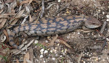 Blotched Blue-Tongue (Tiliqua nigrolutea)