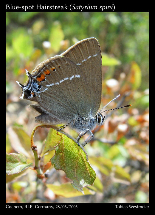 Blue-spot Hairstreak (Satyrium spini)