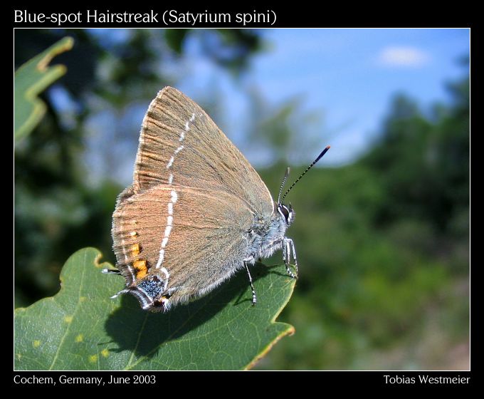 Blue-spot Hairstreak (Satyrium spini)