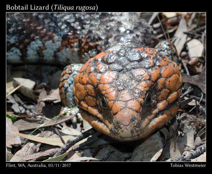 Bobtail Lizard (Tiliqua rugosa)