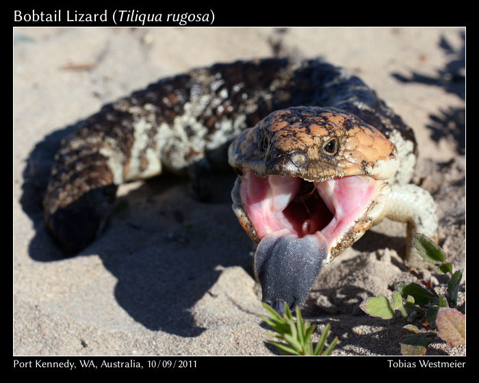 Bobtail Lizard (Tiliqua rugosa)