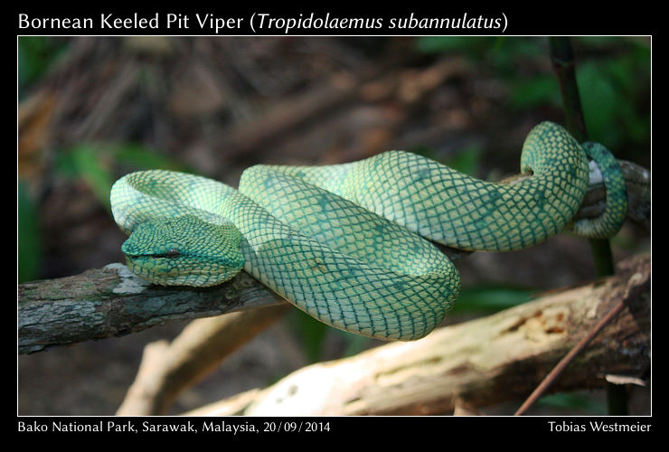 Bornean Keeled Pit Viper (Tropidolaemus subannulatus)