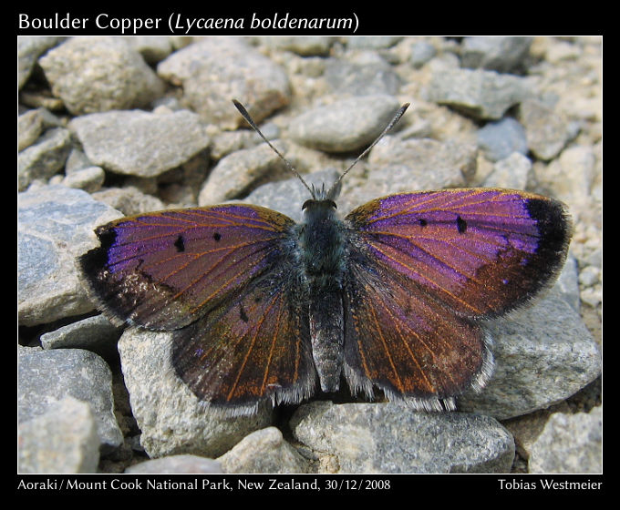 Boulder Copper (Lycaena boldenarum)