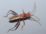Brown Bean Bug (Melanacanthus scutellaris)