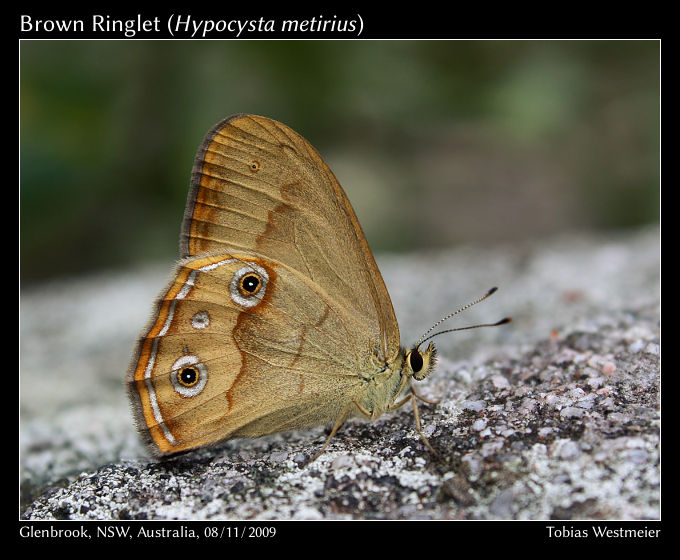 Brown Ringlet (Hypocysta metirius)