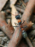 Bull Ant (Myrmecia sp.)
