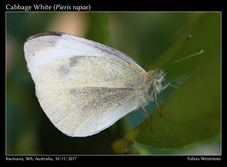 Cabbage White (Pieris rapae)