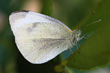 Cabbage White (Pieris rapae)