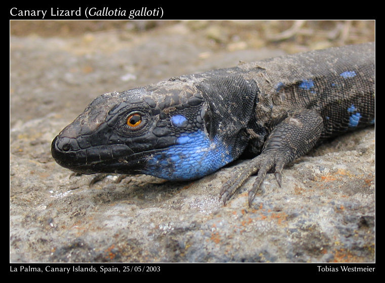 Canary Lizard (Gallotia galloti)