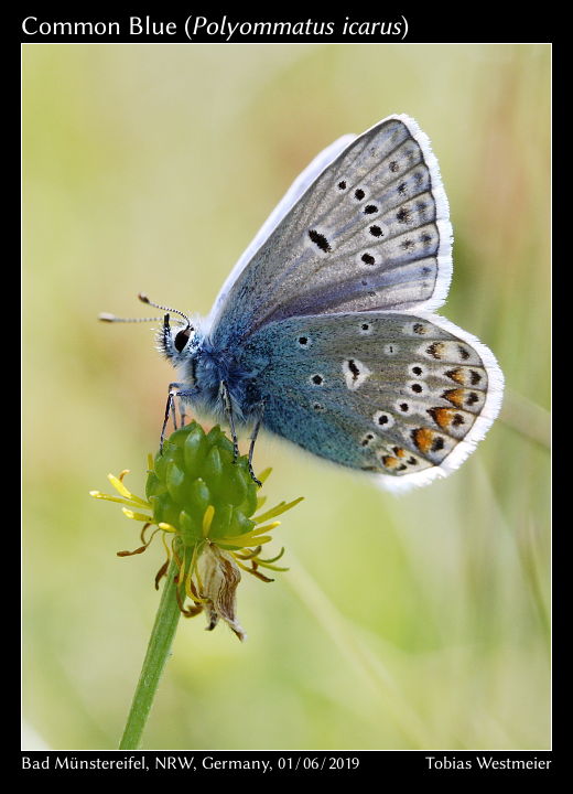 Common Blue (Polyommatus icarus)