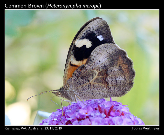 Common Brown (Heteronympha merope)