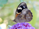 Common Brown (Heteronympha merope)