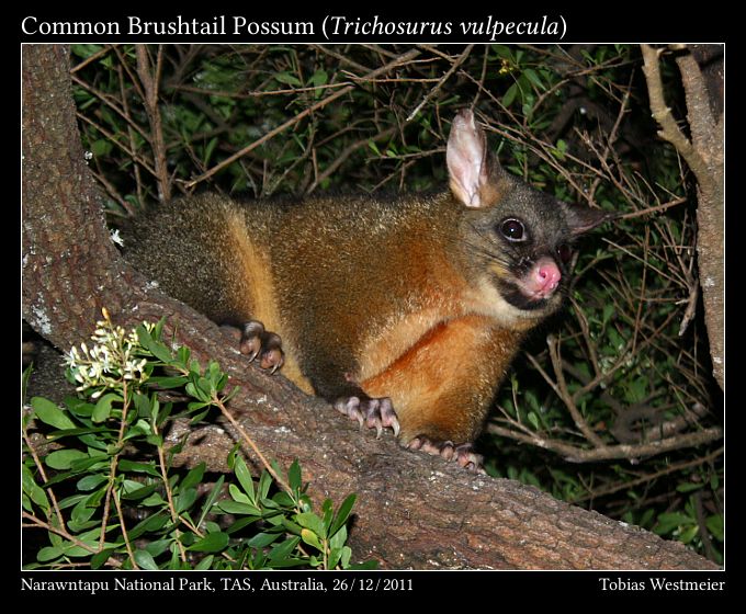 Common Brushtail Possum (Trichosurus vulpecula)