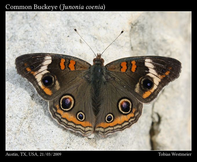 Common Buckeye (Junonia coenia)