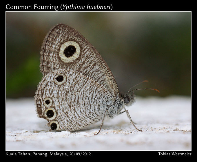 Common Fourring (Ypthima huebneri)