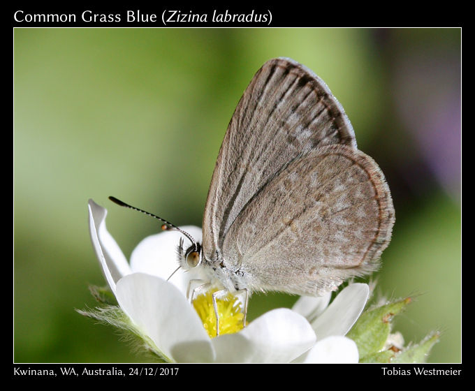 Common Grass Blue (Zizina labradus)