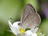 Common Grass Blue (Zizina labradus)