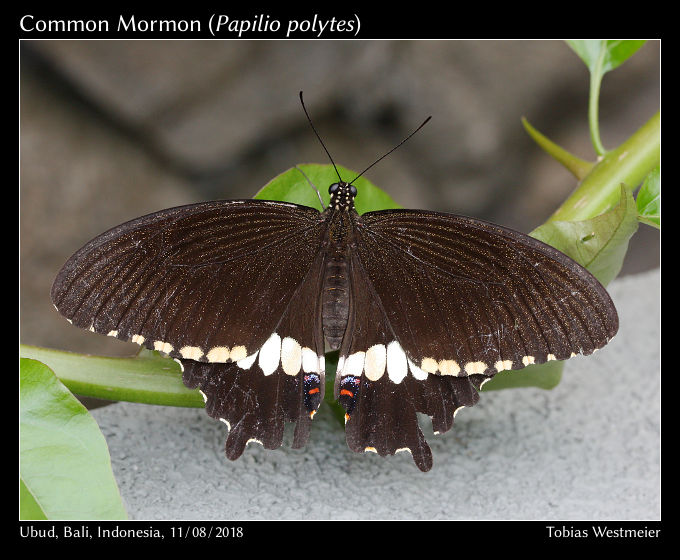 Common Mormon (Papilio polytes)