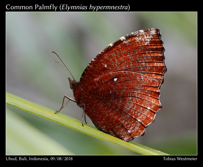 Common Palmfly (Elymnias hypermnestra)