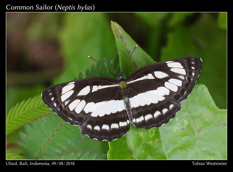 Common Sailor (Neptis hylas)