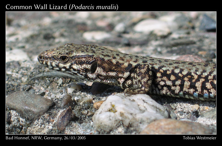 Common Wall Lizard (Podarcis muralis)