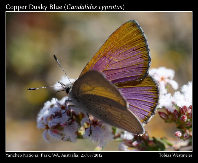 Copper Dusky-blue (Candalides cyprotus)