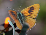 Copper Dusky-blue (Candalides cyprotus)
