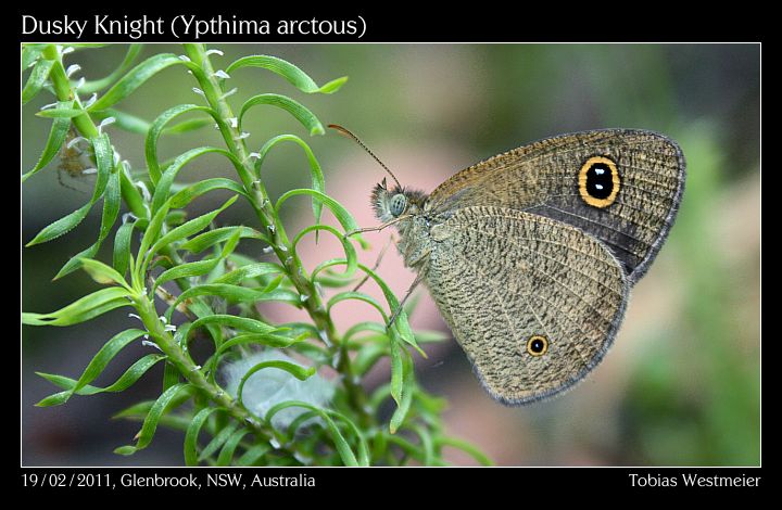 Dusky Knight (Ypthima arctous)