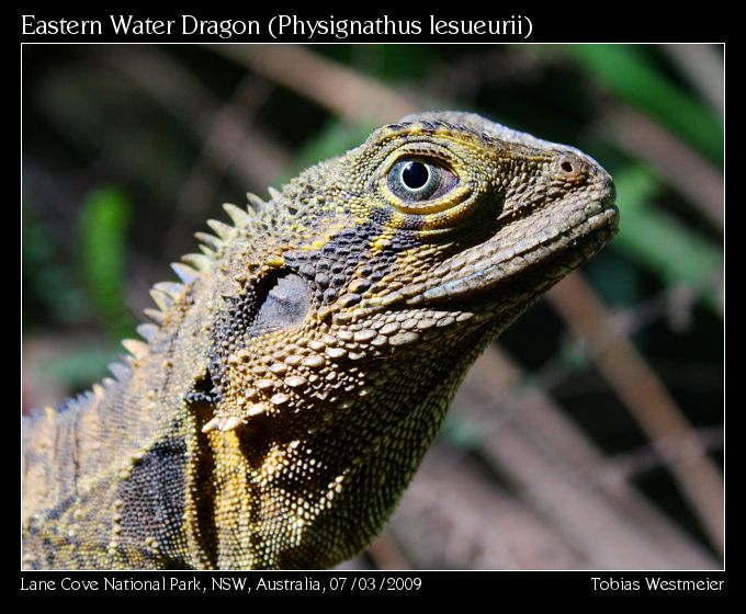 Eastern Water Dragon (Physignathus lesueurii)