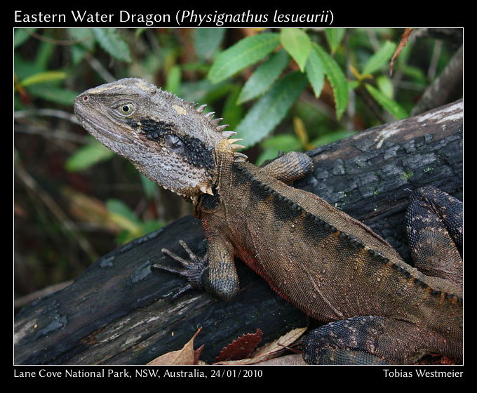 Eastern Water Dragon (Physignathus lesueurii)