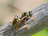 European Paper Wasp (Polistes dominulus)