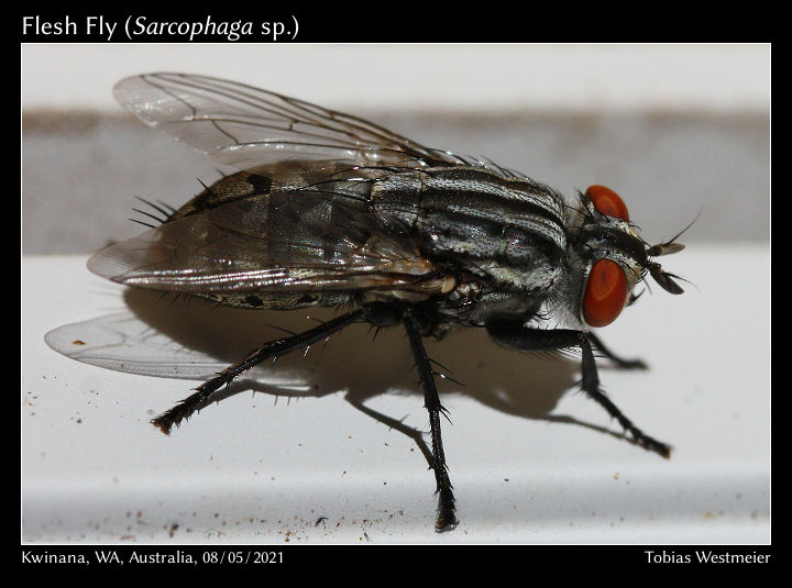 Flesh Fly (Sarcophaga sp.)