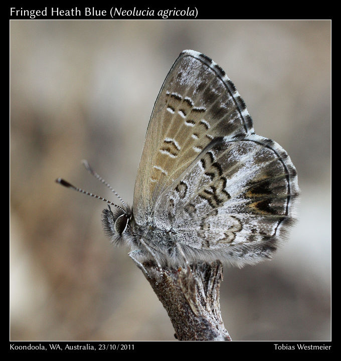 Fringed Heath Blue (Neolucia agricola)