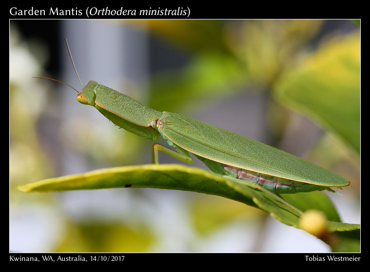 Garden Mantis (Orthodera ministralis)