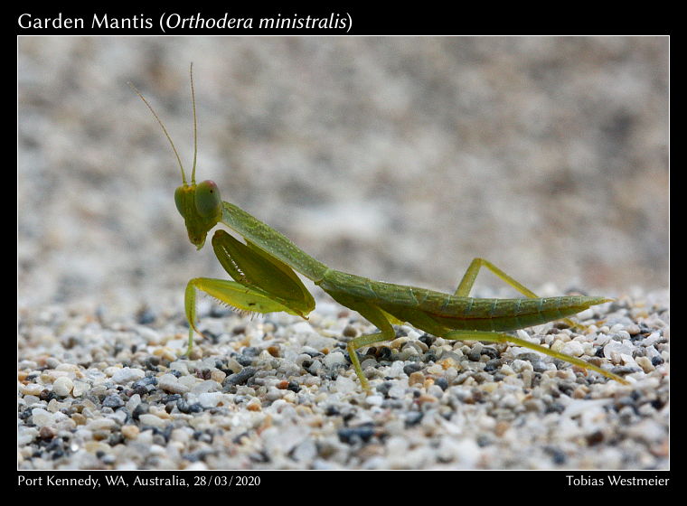 Garden Mantis (Orthodera ministralis)