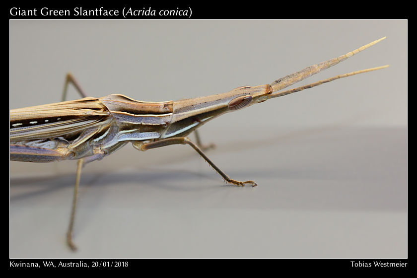 Giant Green Slantface (Acrida conica)