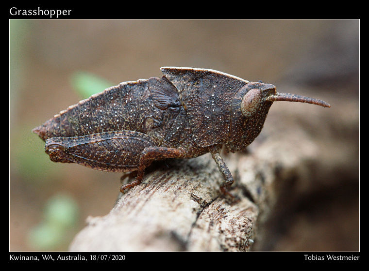 Grasshopper – Nymph